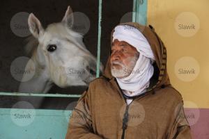 LE CHEVAL A L'HONNEUR  JUMENTERIE DE TIARET