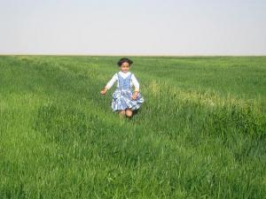 champs de blé à Adrar