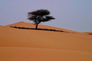 Some shadow among the dunes