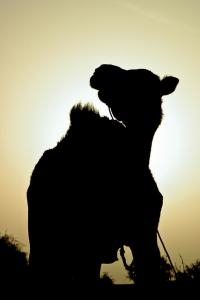Camel at dawn