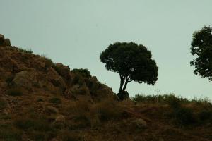 arbre dans le desert