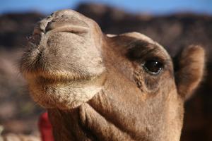 chameau
