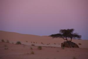 arbre dans le d?sert