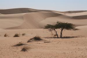arbre dans le desert