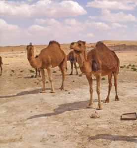 chameaux de Laghouat