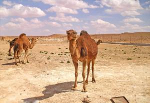 chameaux de Laghouat