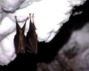 chauves-souris A aflou