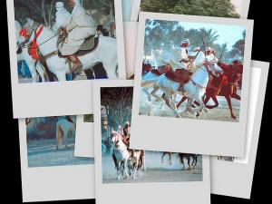 Picasa collage ( D'zair fantasia)