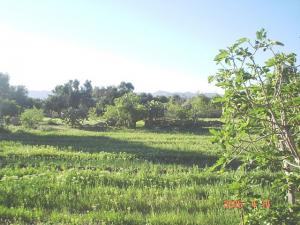 ain madhi..printemps