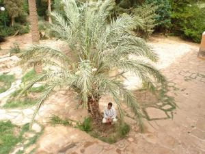 ain madhi.under the palm