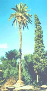 ain madhi..jardin  de kourdane