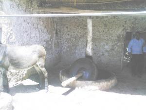 ain madhi. extraction d'huile d'olive.tradionnelement