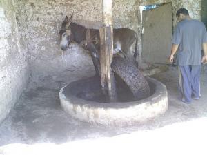 ain madhi. extraction d'huile d'olive.