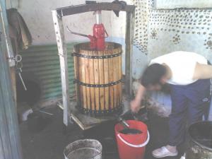 ain madhi. extraction d'huile d'olive.