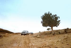 Pistachier de l'Atlas et ..nous