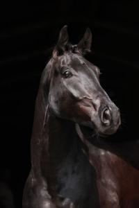 LE CHEVAL A L'HONNEUR  JUMENTERIE DE TIARET