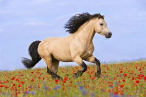 LE CHEVAL A L'HONNEUR  JUMENTERIE DE TIARET