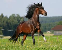 LE CHEVAL A L'HONNEUR  JUMENTERIE DE TIARET