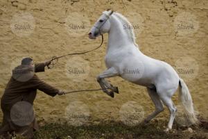LE CHEVAL A L'HONNEUR  JUMENTERIE DE TIARET