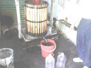 ain madhi. extraction traditionnelle d'huile d'olive.