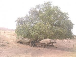 ain madhi..raddad.. pistachier et defit