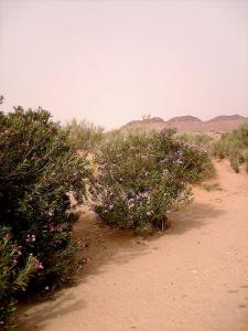 Desert de Laghouat
