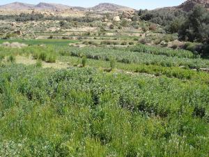 Liana, Beni Farah, 2010