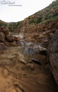 Sur les traces des loups