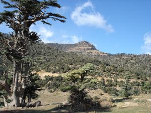 f?ret Cedar, Chelia, Aures, Algeria