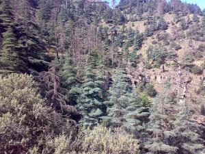 Sauvez cette espèce rare-Ras El Aioun-Batna