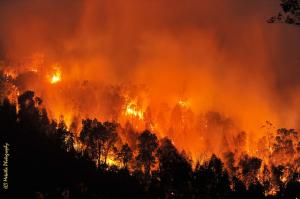 forêts de Filfila en feu 1