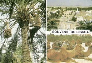 Algerie Biskra Cueillette des dattes