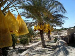 Les Zibans -Biskra -Algeria