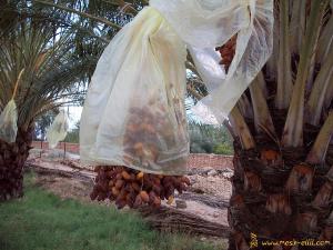 Cueillette de la fameuse Deglet Nour Biskra