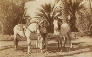 Chevaux de Biskra