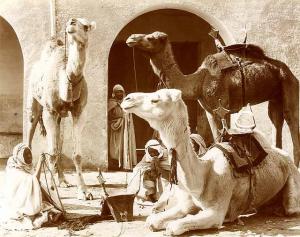 Meharas au repos à  Biskra