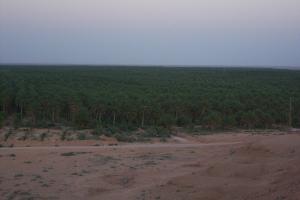 Champ de Dattes