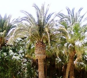 Palmiers Deglat Nour