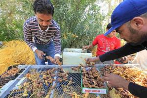 L'exportation des dates algérienne