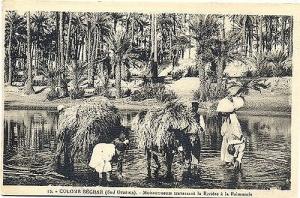 Colomb Bechar moisson 1962