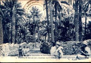 Colomb-Bechar ancienne palmeraie
