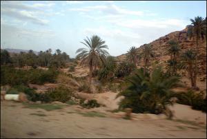 Bechar palmeraie
