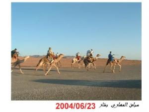 Corrida de chameaux à Bechar
