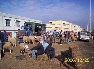 Blida-Préparation de la féte de l'Aid El Adha