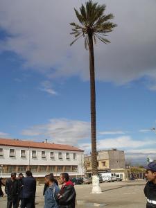 SOUMAA (BLIDA) Palmier plus que centenaire