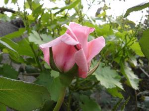 Blida Ville des Roses