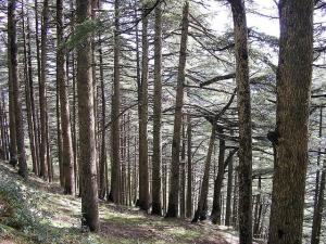 Mont Chrea, Blida, Algerie