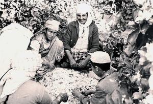 03.1963 Blida triage des fleurs d'orangers