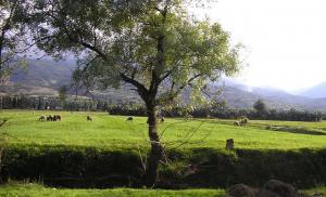 Entre Blida et Chiffa