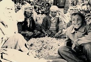 1963.020 Blida triage des fleurs d'orangers